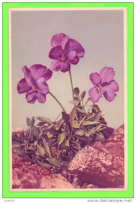 FLEURS - VIOLA - DANSY - PENSÉE-VIOLA - ALFRED MAINZER - CIRCULÉE EN 1954 - - Andere & Zonder Classificatie