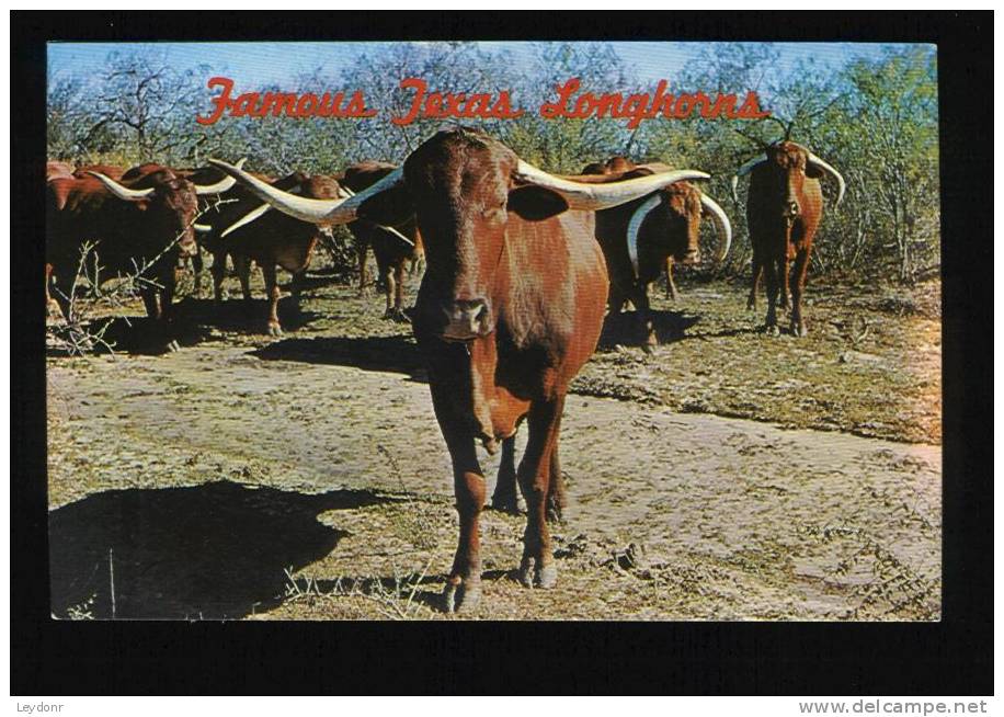 Texas Longhorns - Taureaux