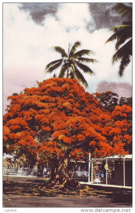 NOUMEA    LES FLAMBOYANTS - Nouvelle Calédonie