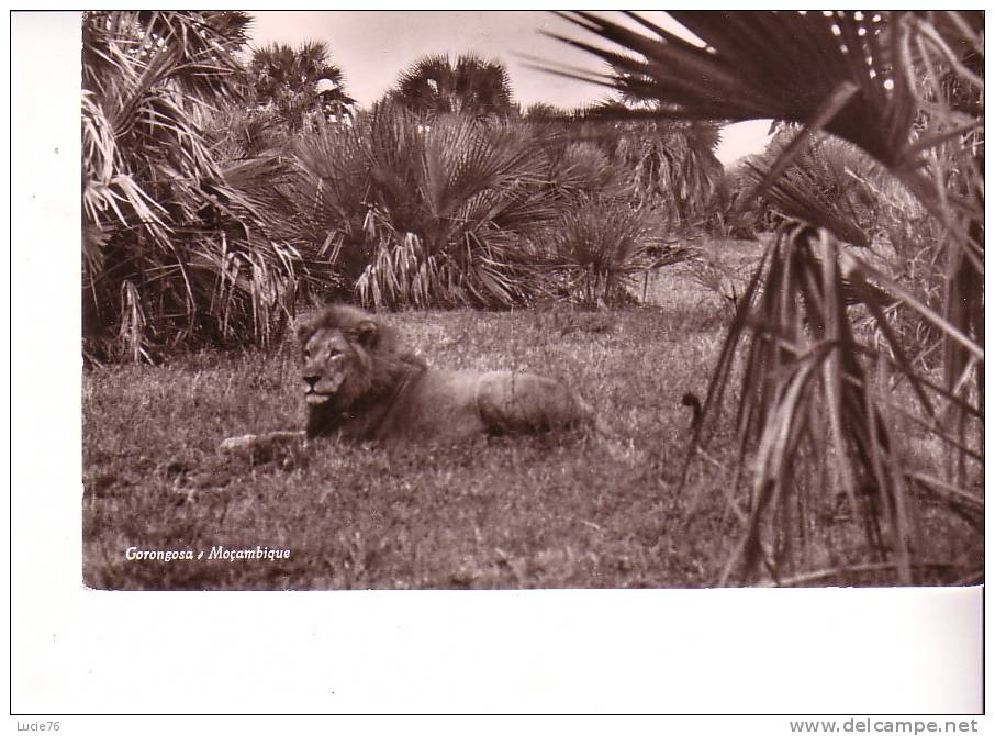 LION -   Gorongosa - Mozambique - Leoni