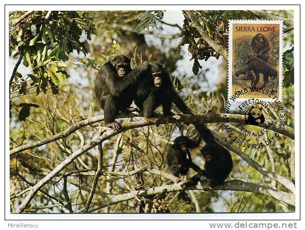 SINGE MONKEY CHIMPANZE WWF - Apen