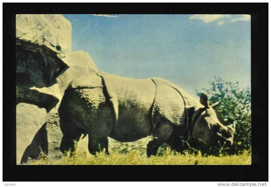 Chicago's New Zoo At Brookfield - Great Indian Rhinoceros - Kashi Ram - Rhinocéros