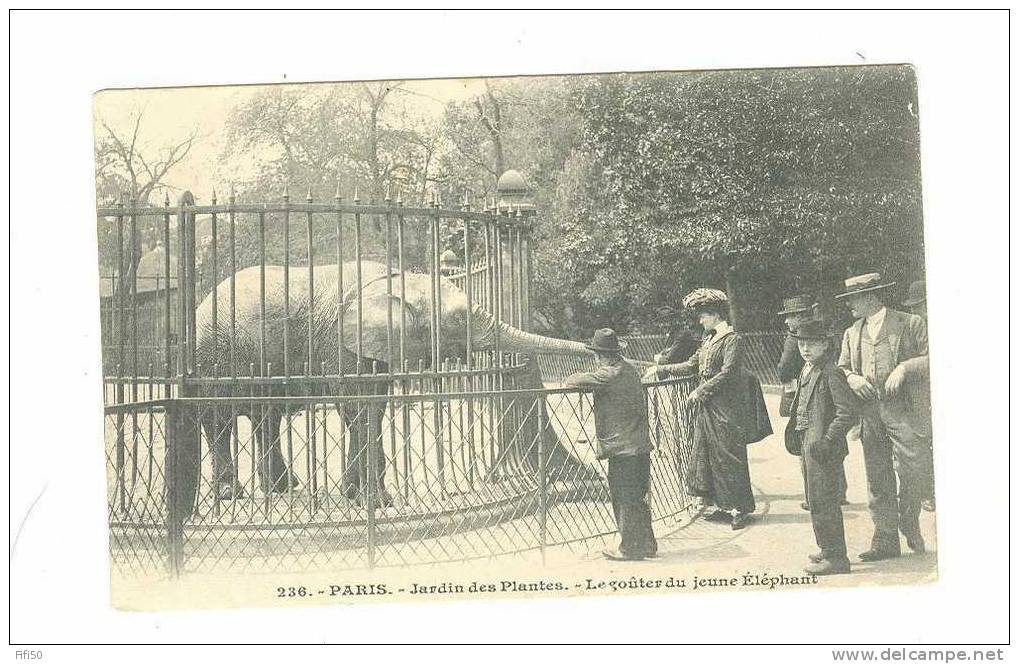 LE GOUTER DU JEUNE ELEPHANT Au Jardin Des Plantes - Elefantes