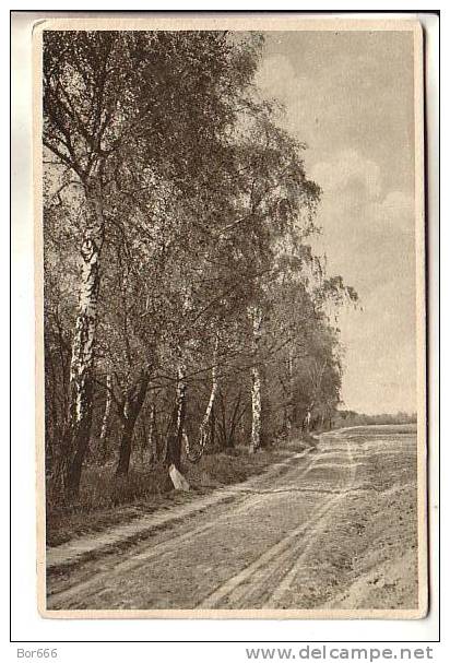 GOOD OLD GERMANY POSTCARD - Nature View - Other & Unclassified