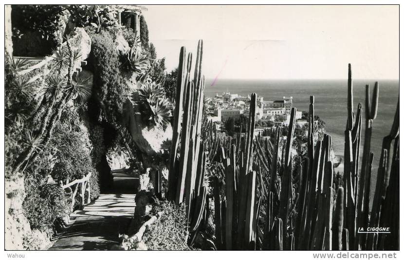 MONACO   -   Le Jardin Exotique Et Vue Sur Le Rocher  (carte Noir Et Blanc, Ayant Voyagé En 1956) - Jardin Exotique