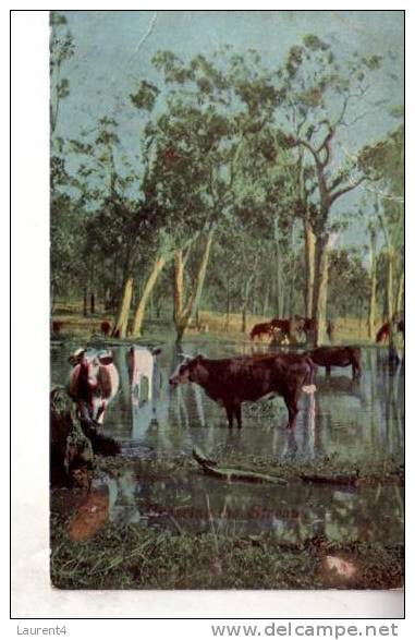 Old - Vintage Australia Postcard - Carte Ancienne D´Australie - NSW - Sydney - Sydney