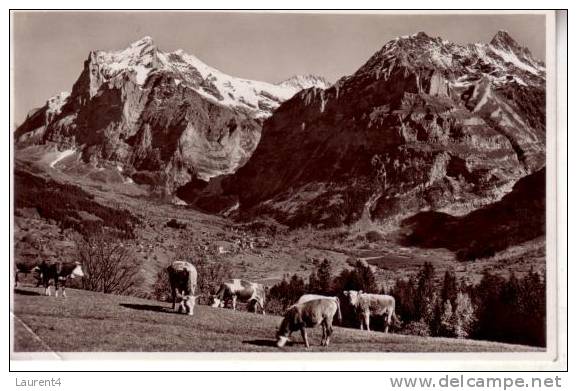 Old - Vintage Cow Postcard - Carte Ancienne De Vache - Stiere