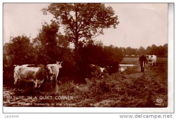 Old - Vintage Cow Postcard - Carte Ancienne De Vache - Tauri