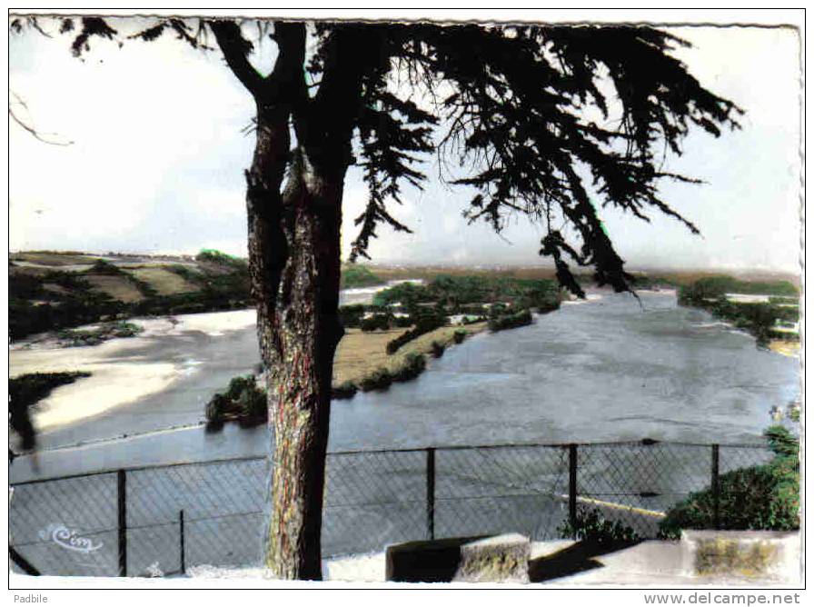 Carte Postale 49.  Champtoceaux   La Loire Et Les Iles Trés  Beau Plan - Champtoceaux