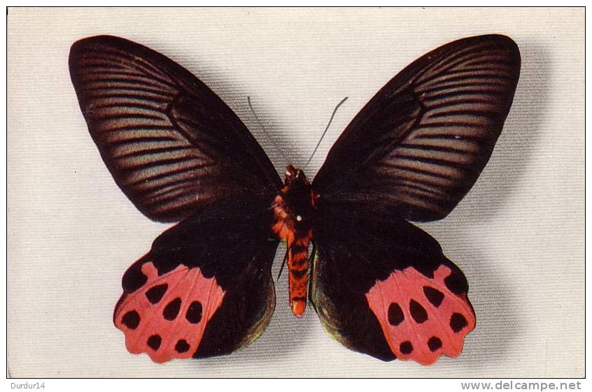 Thème PAPILLON / PAPILIO HORISHANUS  ( Voir Scans) - Schmetterlinge