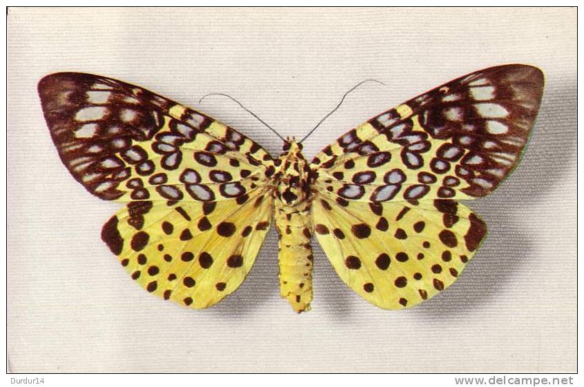 Thème PAPILLON / MOOREA ARGUS  ( Voir Scans) - Schmetterlinge