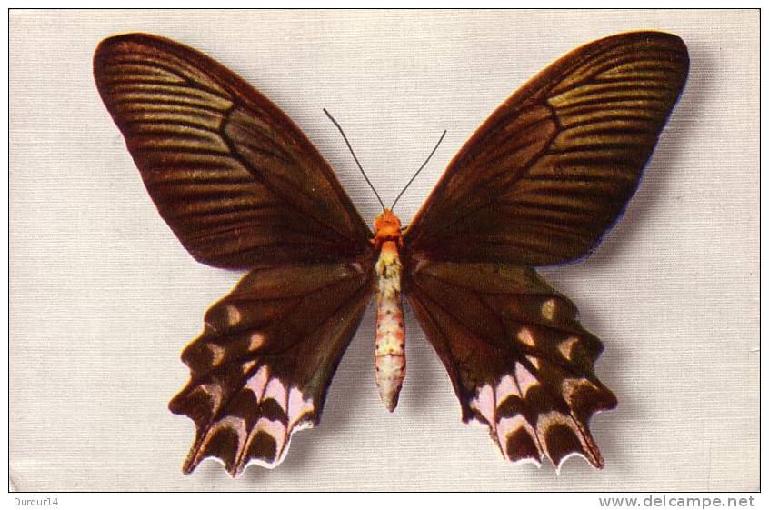 Thème PAPILLON / PAPILIO SEMPERI  ( Voir Scans) - Schmetterlinge