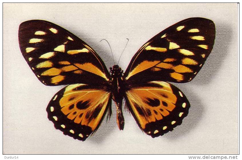 Thème PAPILLON / PAPILIO ZAGREUS  ( Voir Scans) - Schmetterlinge