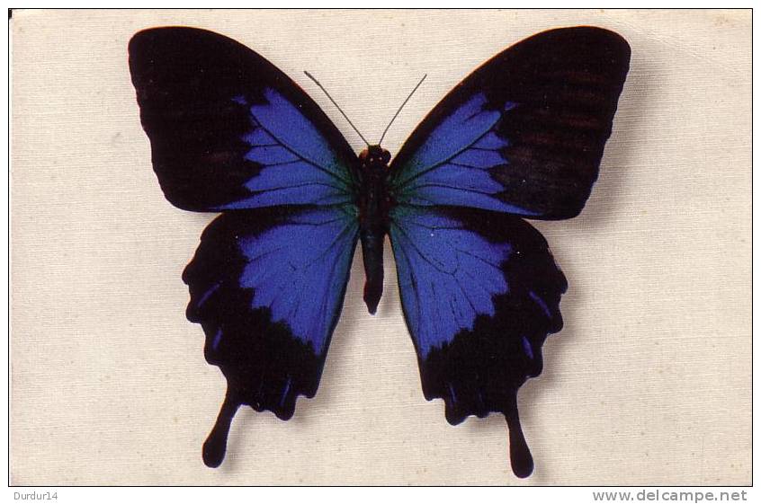 Thème PAPILLON / PAPILIO TELEGONUS  ( Voir Scans) - Schmetterlinge