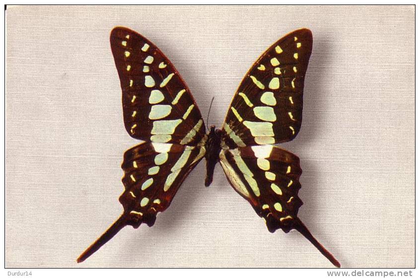 Thème PAPILLON / PAPILIO ANTHEUS  ( Voir Scans) - Papillons