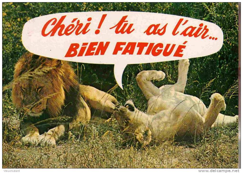 CPSM.  ANIMAUX HUMOURISTIQUES. CHERI ! TU AS L´AIR... BIEN FATIGUE. - Leones