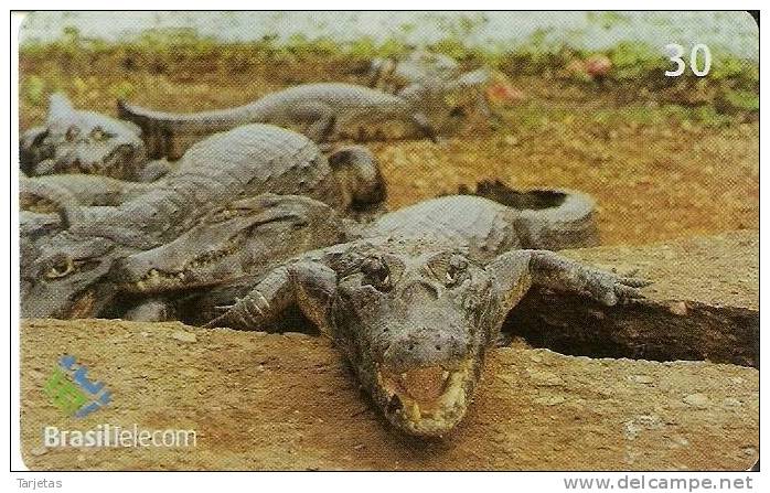 TARJETA DE BRASIL DE UN COCODRILO (COCODRILE) - Krokodillen En Alligators