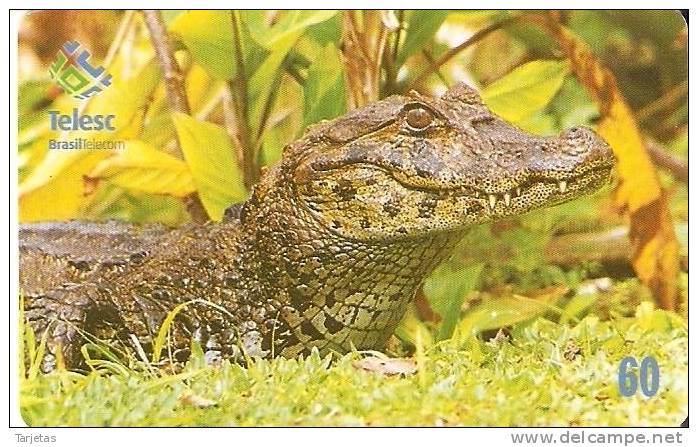 TARJETA DE BRASIL DE UN COCODRILO (COCODRILE) - Krokodillen En Alligators