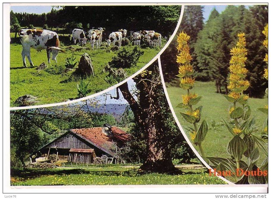 ASPECTS DU HAUT DOUBS  -  A Proximité Des Vieilles Fermes à THUES, Les Troupeaux Broutent Dans Les Prairies - Franche-Comté