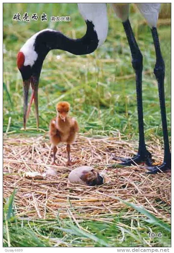 Bird, Grúa,  Crane,  Guindaste,  Gru,  Kran,  Grue,  Kraan, Pre-stamped Postcard, Postal Stationery - Grues Et Gruiformes