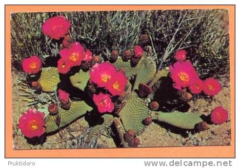 AKUS USA Card About Cactus - USA National Parks