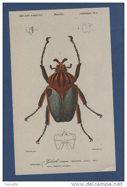 REPRODUCTION DE GRAVURE ATLAS DE D´ORBIGNY - INSECTES - GOLIATH CACIQUE - Other & Unclassified