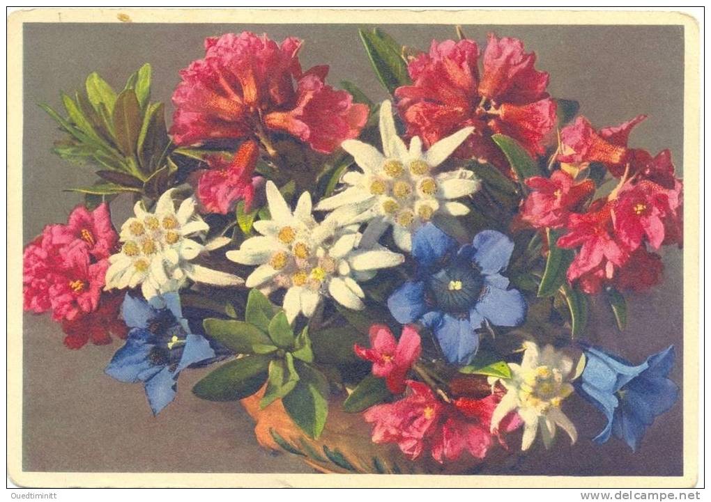 Edelweiss.Gentiane De Koch.Rhododendron. - Fleurs