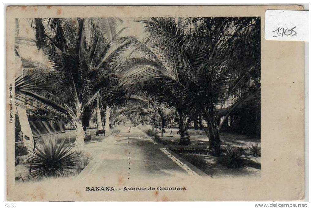 - CONGO - BANANA - AVENUE DES COCOTIERS (1705) - Autres & Non Classés