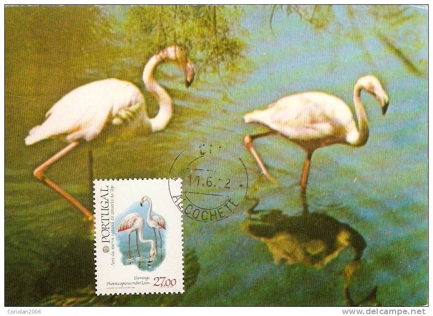 Portugal / Maxi Card / Flamingo - Flamingo