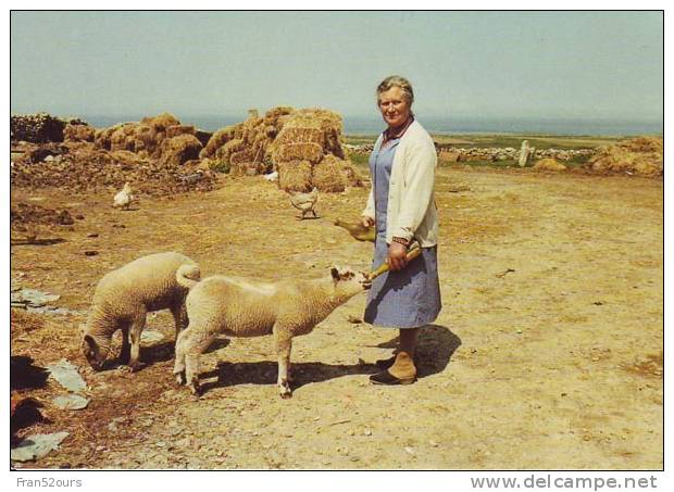 Mme Digard Agricultrice à Auderville Manche Moutons Sheep - Breeding