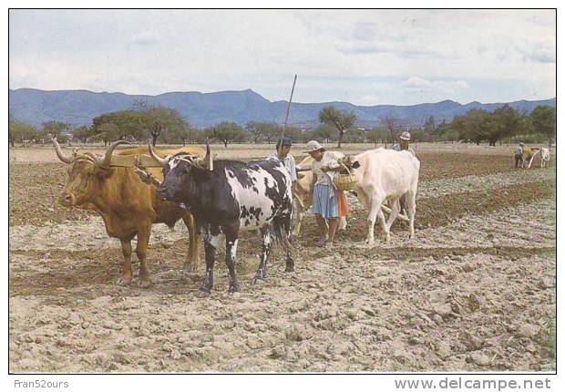 Siempra (Tarija) Foto Ricardo Villazon D. Attelage De Boeufs - Bolivien