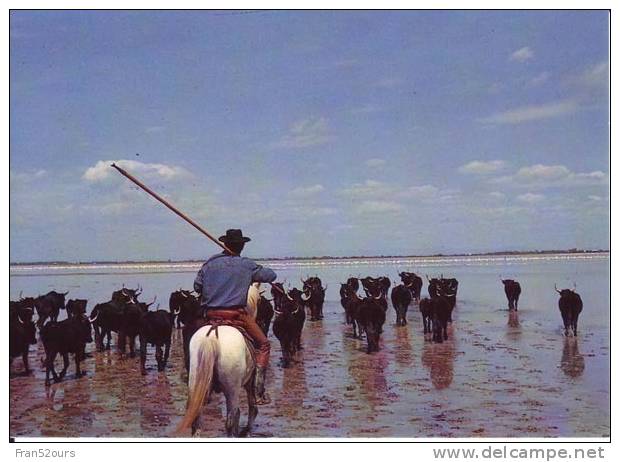 Camargue Gardians Chevaux Taureaux Gardian Et Ses Taureaux - Elevage