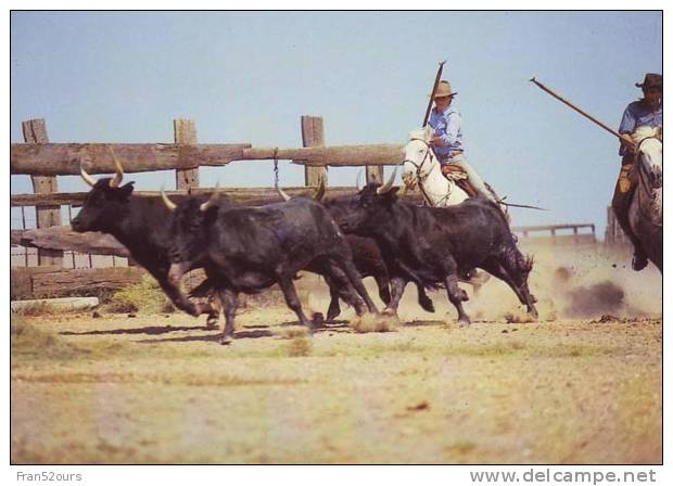 Camargue Gardians Chevaux Taureaux Taureaux Et Gardians Arrivant Au Trial - Allevamenti