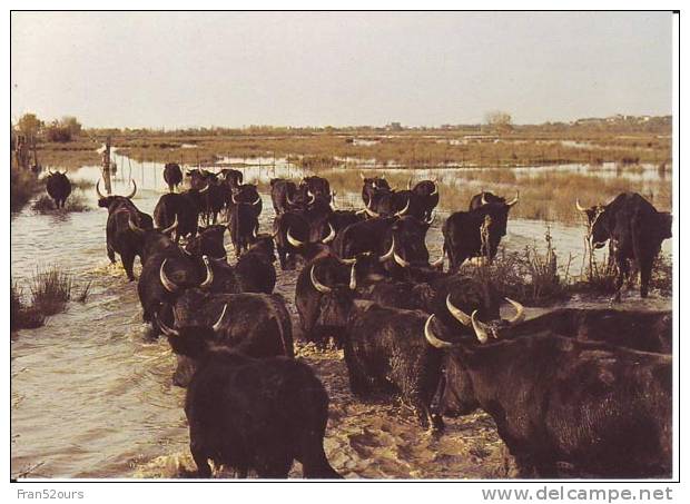 Camargue Gardians Chevaux Taureaux Manade De Taureaux - Veeteelt