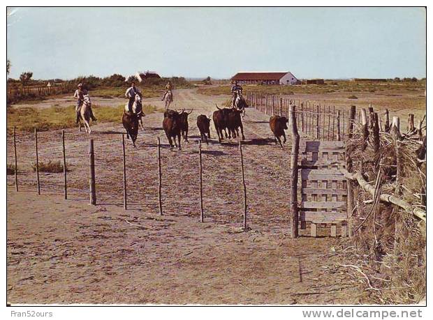 Camargue Gardians Chevaux Taureaux En Camargue - Breeding