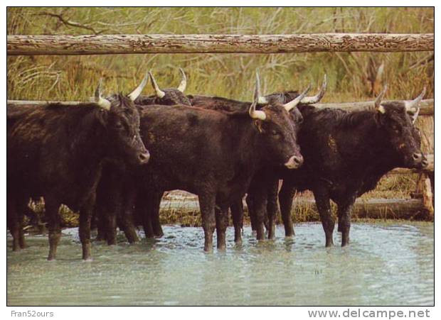 Camargue Gardians Chevaux Taureaux Dans Les Marais - Veeteelt