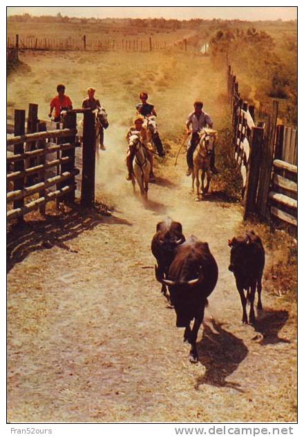 Camaergue Chevaux Taureaux Arrivant Au Trial - Breeding