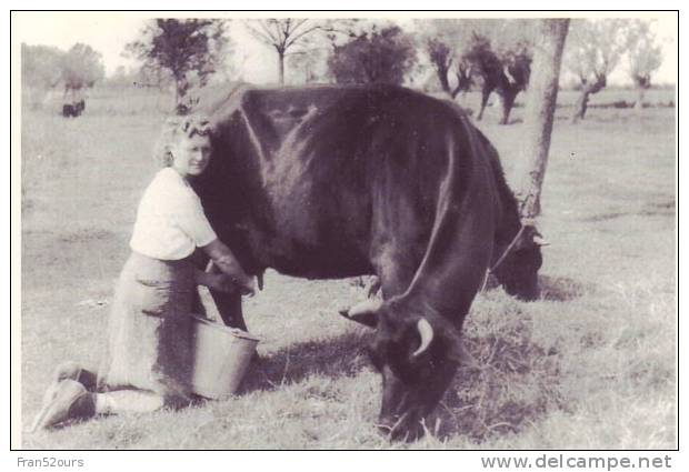 Traite à La Main (lait) Robecq (Pas De Calais) - Elevage