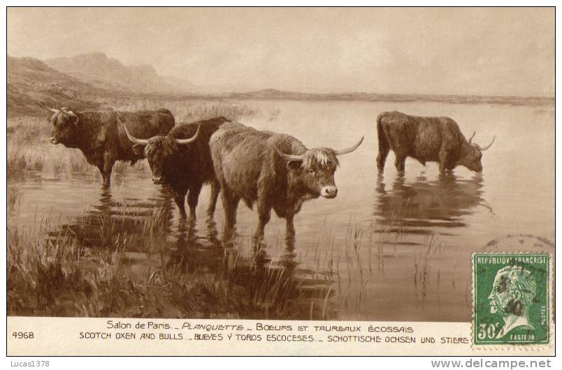 BOEUFS ET TAUREAUX ECOSSAIS - Bull