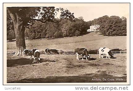 ARNHEM .DE GROTE WEIDE - Arnhem