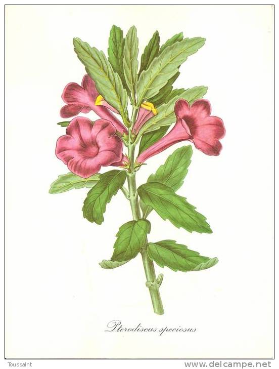 Dessin Impimé De J. Madelin, La Flore Fantastique, Pub Servier, Pterodiscus Speciosus, Ptérodisque Elégant (08-377) - Dibujos