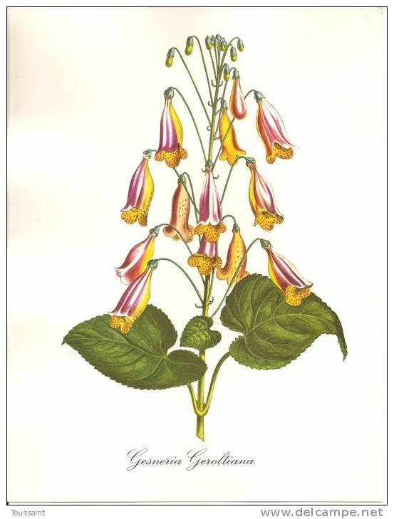 Dessin Impimé De J. Madelin, La Flore Fantastique, Pub Servier, Gesneria Geroltiana, Gesnérie De Gérolt (08-379) - Dibujos