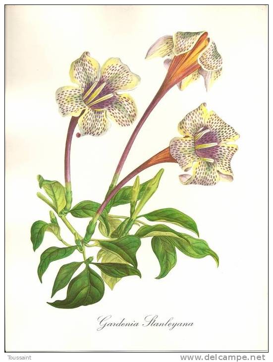 Dessin Impimé De J. Madelin, La Flore Fantastique, Pub Servier, Gardenia Stanleyana, Gardénia De Stanley (08-380) - Zeichnungen