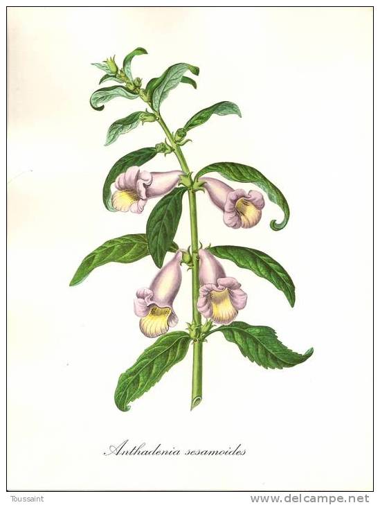 Dessin Impimé De J. Madelin, La Flore Fantastique, Pub Servier, Anthadenia Sesamoides Anthadénie à Port De Sésame 08-381 - Zeichnungen