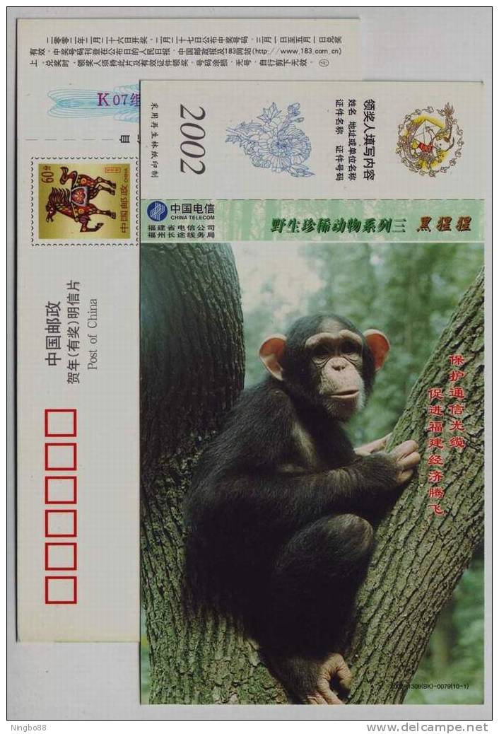 Chimpanzee,China 2002 Rare & Precious Animal Advertising Pre-stamped Card - Schimpansen