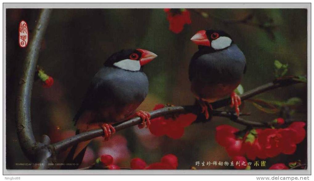 Java Sparrow Bird,China 2004 Rare & Precious Animal Advertising Pre-stamped Card - Moineaux