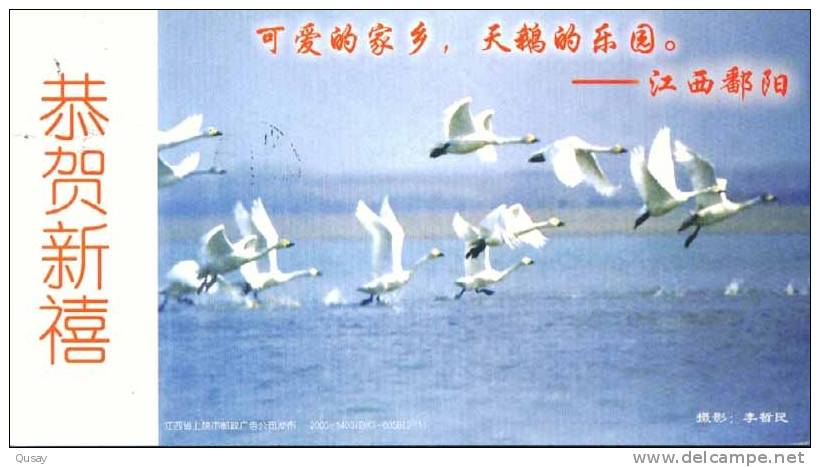 Swan   Bird   ,  Pre-stamped Card , Postal Stationery - Swans
