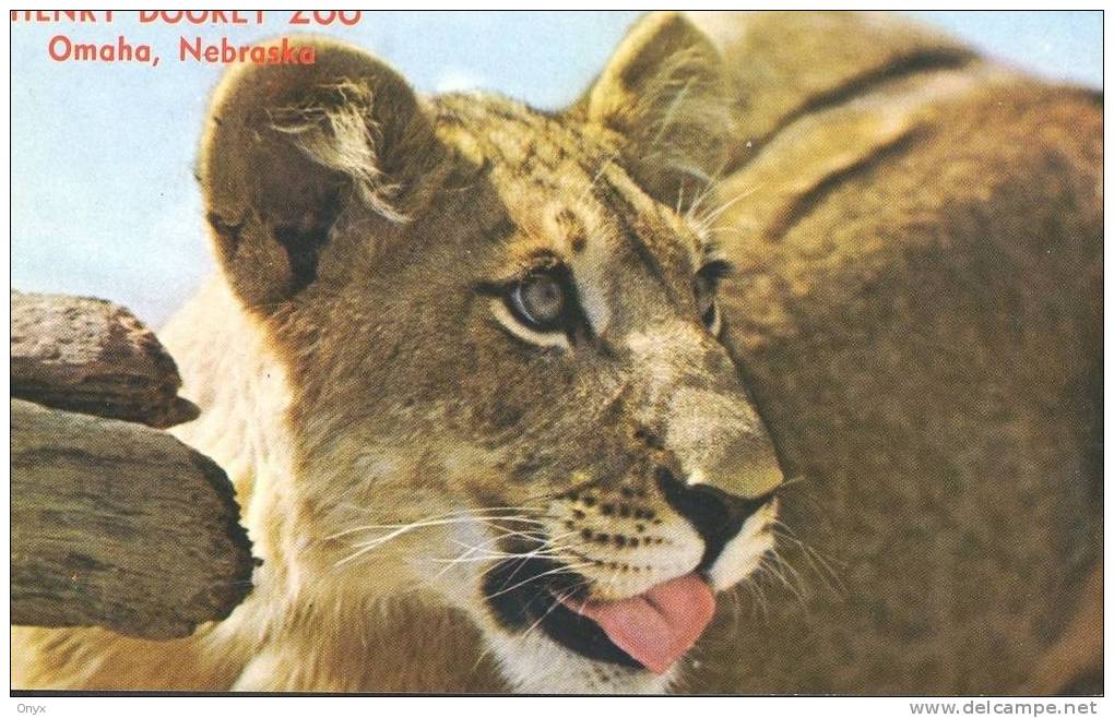 LION / LÖWE - ANCIENNE CP - Lions
