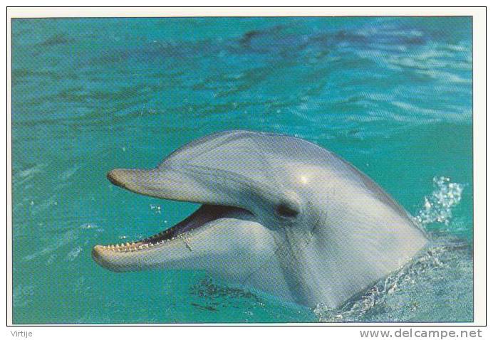 2 CP / DAUPHINs.- Photo Jacana.N° 20253 -photo R.tomlinson N°20034 - - Dolfijnen