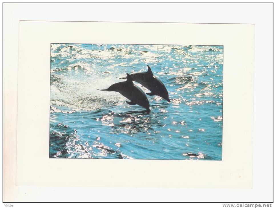 2 CP / DAUPHINs.- Photo Jacana.N° 20253 -photo R.tomlinson N°20034 - - Dauphins